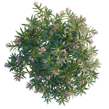 Nerium oleander tree plan, top view, cutout, transparent background, isolate, Beautiful pink rose flower close up macro photography for background, wallpaper, or design