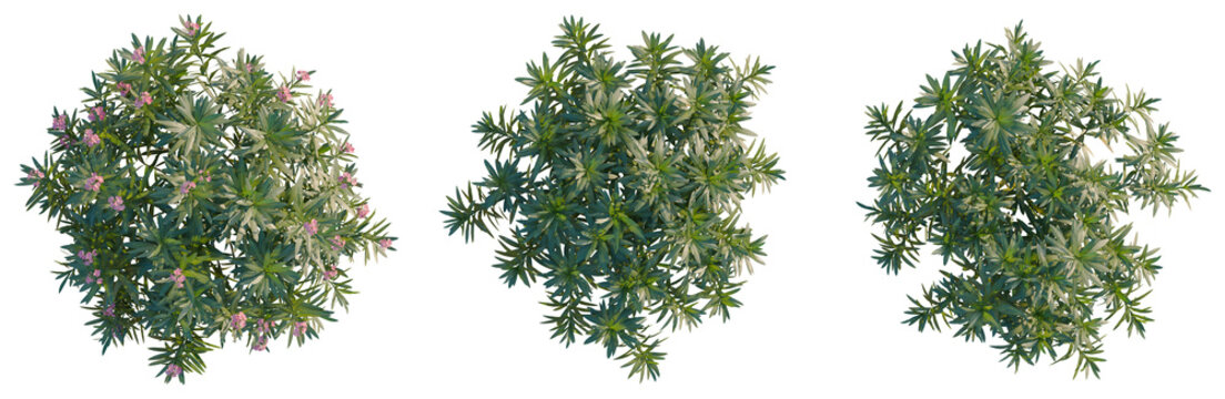 Nerium oleander tree plan, top view, cutout, transparent background, isolate, Detailed Green Foliage with Subtle Pink Flowers, Natural Texture and Soft Lighting for Springtime Appeal