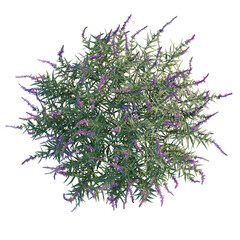 Salvia leucantha tree plan, top view, cutout, transparent background, isolate, Delicate Purple Lavender Sprigs Floral Arrangement Isolated on Background for Spring Design