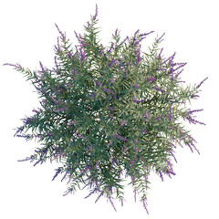 Salvia leucantha tree plan, top view, cutout, transparent background, isolate, Lavender sprig close-up, purple flowers, delicate detail, floral photography, nature's beauty