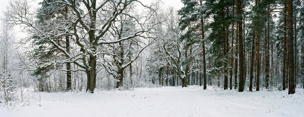 Wide view of snowy trees. Use for panoramic website headers, nature blogs, and seasonal winter marketing.