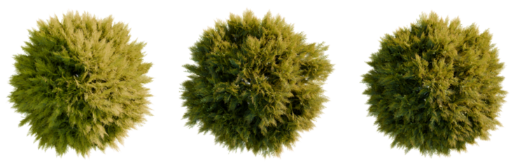 Thuja sutchuenensis tree plan, top view, cutout, transparent background, isolate, Lush green moss texture close-up, detailed macro shot of vibrant moss plant, nature background