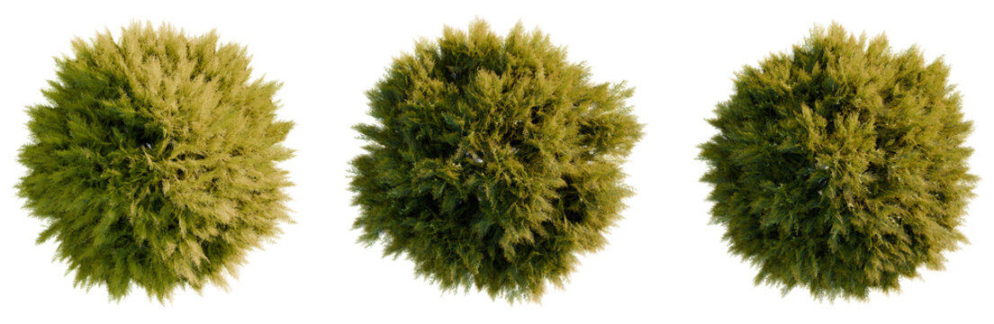 Thuja sutchuenensis tree plan, top view, cutout, transparent background, isolate, Lush green moss texture close-up, detailed macro shot of vibrant moss plant, nature background