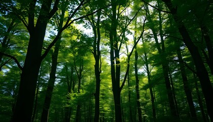 Naklejka premium sunlight in the forest