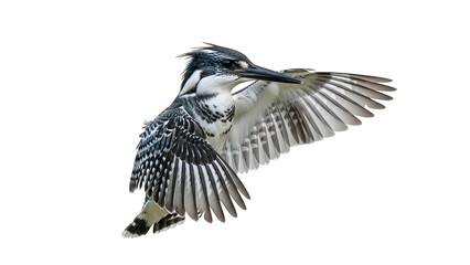 Pied Kingfisher in Flight Isolated