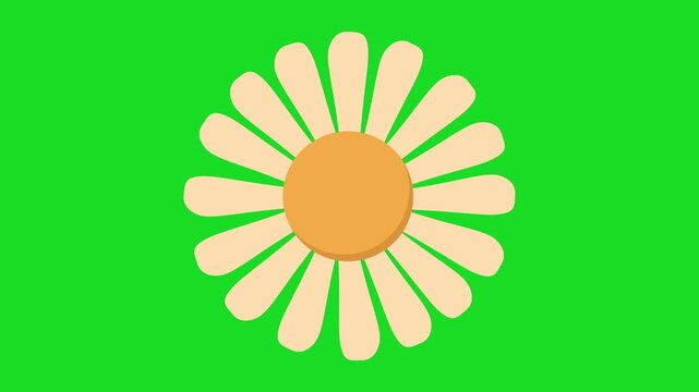 animation of a daisy flower vector clip art on a green background. video motion of a daisy flower. Seamless 4K video	