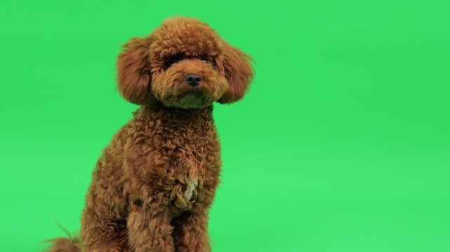 Bright green background highlights curious pet in close up shot