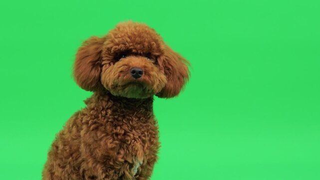 Educational shot of toy poodle with cinematic lighting and posture