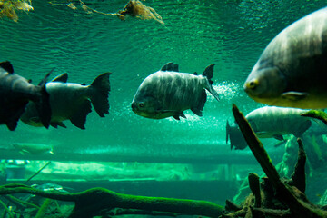 Fototapeta premium Pirapitinga, amazonian fish, swimming in his habitat inside an aquarium, concept of biodiversity