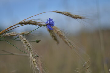 summer field meadow cornflowers rye wheat sky summer sun
