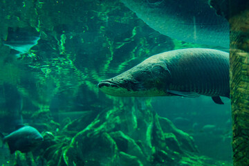 Pirararucu or Arapaima fish, amazonian fish, swimming in his habitat inside an aquarium, concept of biodiversity