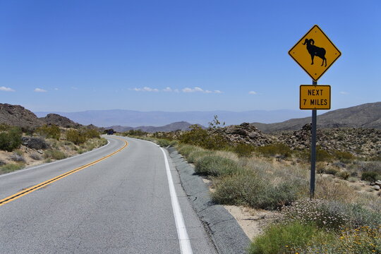 Achtung Mufflons am Cahuilla T&eacute;ewwenet Vista Point	
