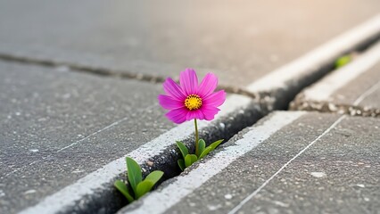 Pink cosmos flower emerging from asphalt fissure