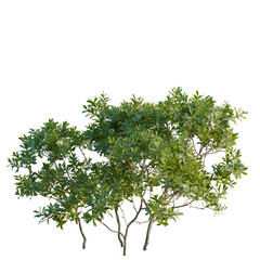 Obraz premium Myrica pensylvanica tree, front view, cutout, transparent background, isolate, Elevation, Green tree with roots, close-up, nature, landscape, park, foliage, branches, outdoors, spring, summer