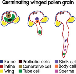 Fototapeta premium Pollen germination and pollen tube growth in gymnosperms.