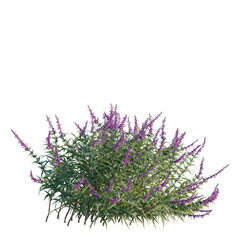 Salvia leucantha tree, front view, cutout, transparent background, isolate, Elevation, Purple...