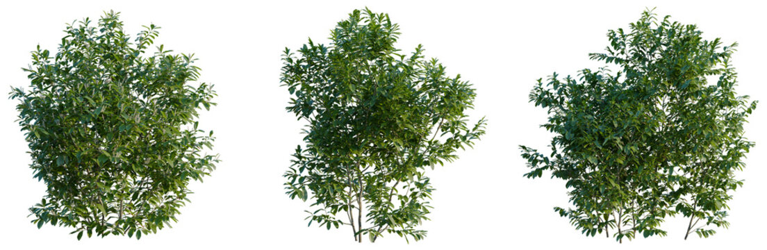 Prunus laurocerasus tree, front view, cutout, transparent background, isolate, Elevation, Detailed close-up of vibrant green plant foliage with intricate leaf patterns, perfect for nature backgrounds