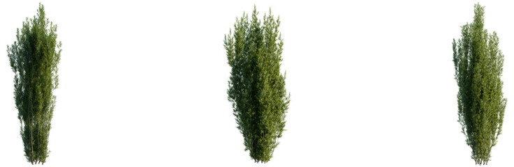 Taxus baccata tree, front view, cutout, transparent background, isolate, Elevation, Detailed Close-Up of Lush Green Pine Tree Branches with Needles, Nature Macro