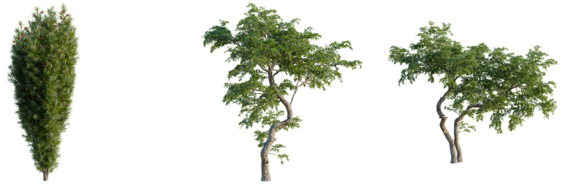 Taxus baccata tree, front view, cutout, transparent background, isolate, Elevation, Isolated conifer tree, vibrant green foliage, detailed branches, nature backdrop, botanical illustration