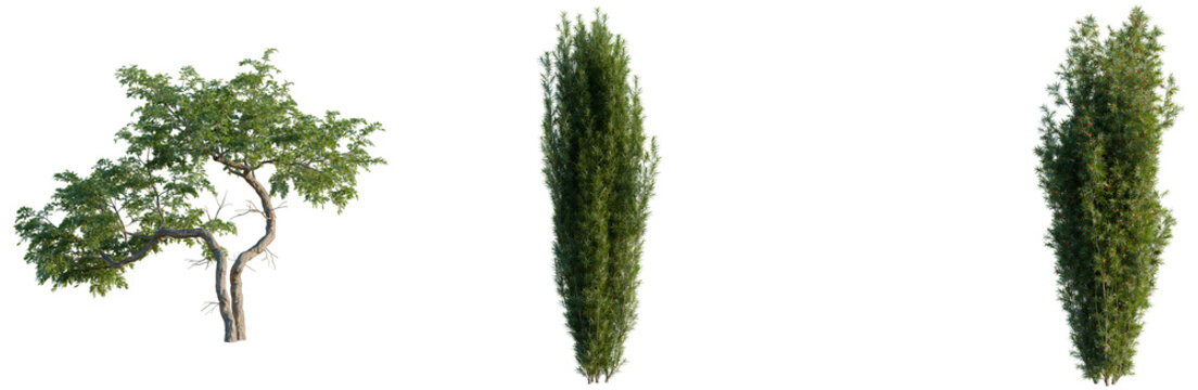 Taxus baccata tree, front view, cutout, transparent background, isolate, Elevation, Detailed close-up of a wild tree trunk with unique bark texture, natural element