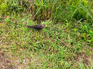 Javan myna feeding on mountain grassland surrounded by lush green vegetation outdoors