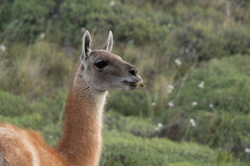 Obraz premium Guanaco adult in the wild Patagonia, Torres del Paine, Chile.,