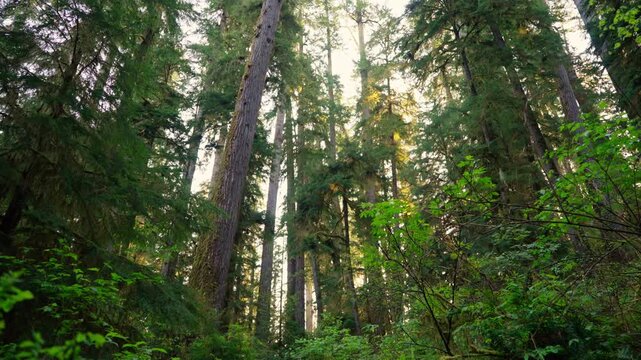 Walking into the forest of Olympic National Park, surrounded by tall trees and dense greenery. Peaceful, scenic nature ideal for hiking, wilderness, and landscape footage.