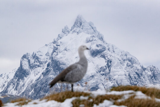 Upland goose and Olivia Mount in the background in Ushuaia, Argentina
