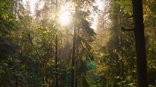 Early morning sunrays filtering through the forest trees in Olympic National Park, creating a serene, misty atmosphere. Ideal for nature, landscape, and wilderness footage.