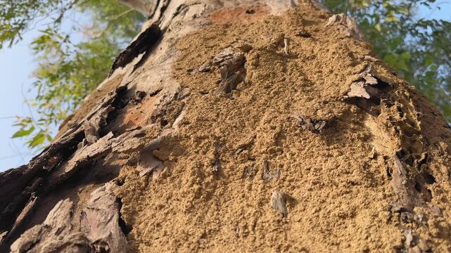 Tracking shot moving along termite infested eucalyptus tree trunk, rough bark and mud tunnels visible as camera glides upward revealing damage under natural daylight