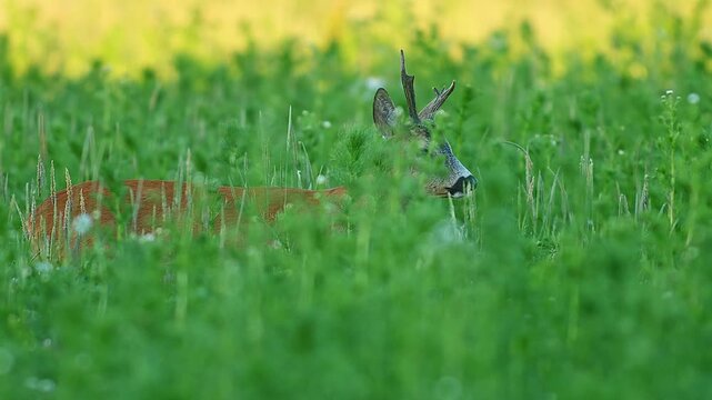 Roe Deer Buck (Capreolus capreolus) Standing and Feeding in a Sunny Summer Sunset Flower Meadow, Hannover, Lower Saxony, Germany