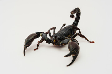 scorpion, arachnid, desert scorpion, poisonous, venomous