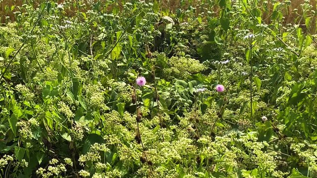 Flies flutter in clusters of plants. Conium maculatum is commonly known as hemlock flower or poison hemlock. A highly poisonous flowering plant.
