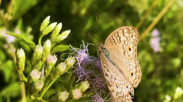 Grey pansy butterflies perched on Siam weed flowers. Junonia atlites.