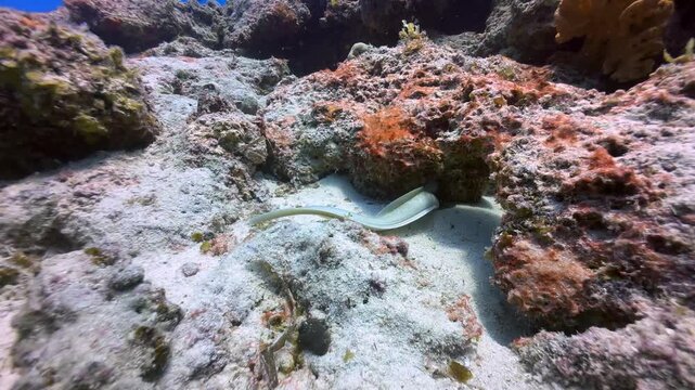 Greyface moray eel (Gymnothorax thyrsoideus) near Mnemba Island, Zanzibar, Tanzania.