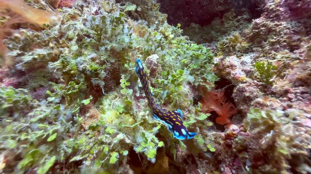 Linda's flatworm (Pseudoceros lindae) near Mnemba Island, Zanzibar, Tanzania.
