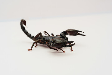 scorpion, arachnid, desert scorpion, poisonous, venomous
