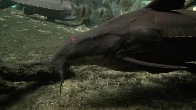 Fish Catfish face nose snout moustache eye fins algae bottom animal aquarium