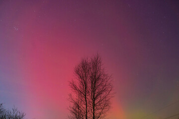 Obraz premium Northern lights display over Belarus on January 20, 2026, captivating night sky view