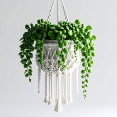 Lush Green Trailing Plant in a White Macrame Hanger Against a Bright White Background