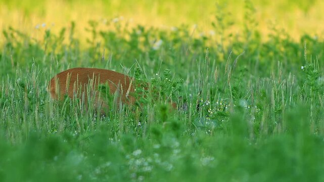 Roe Deer Buck (Capreolus capreolus) Standing and Feeding in a Sunny Summer Sunset Flower Meadow, Hannover, Lower Saxony, Germany