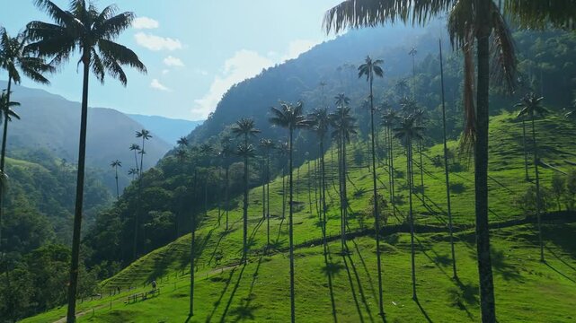 Aerial View of the Cocora Valley in Colombia, Featuring the Tallest Palm Trees in the World