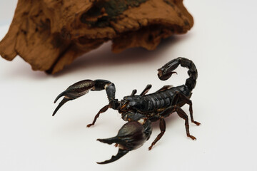 scorpion, arachnid, desert scorpion, poisonous, venomous