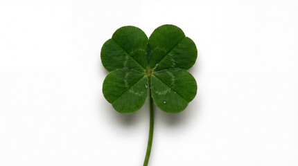 Four leaf clover for St Patrick's Day and Irish luck