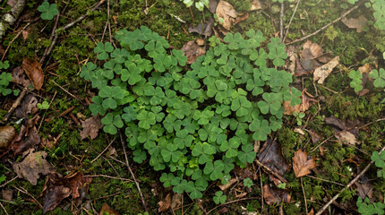 Obraz premium Green shamrocks form an Irish heart for St Patrick's Day