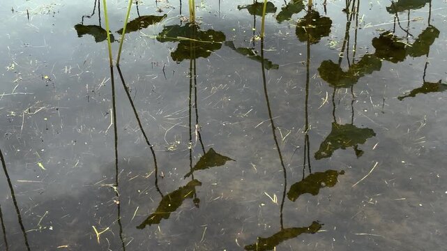 A tranquil still of lotus leaves reflected on a calm water surface. Slender stems rise from beneath the water, their dark silhouettes stretching downward into soft, slightly distorted reflections