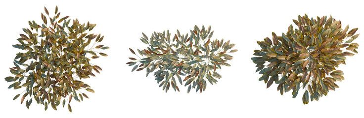 Pyrrosia lingua tree plan, top view, cutout, transparent background, isolate, Autumn leaves texture, intricate detail. Perfect for seasonal designs, vibrant and rustic backgrounds.