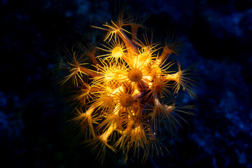 Parazoanthus axinellae Yellow Cluster Anemone in Ayvalik © Murat