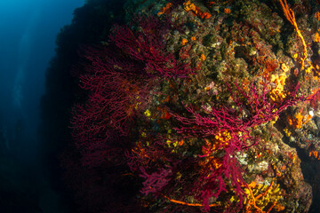 Paramuricea clavata Red Gorgonian Coral Colony