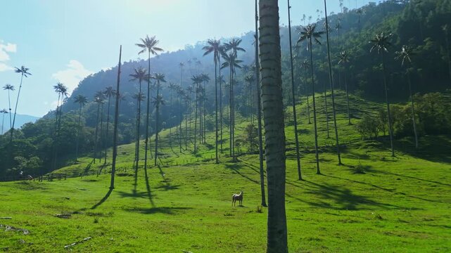 Early Morning Serenity in the Valle del Cocora, Colombia: A Lush Landscape of Palm Trees and Grazing Horses